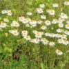 Camomille matricaire en poudre