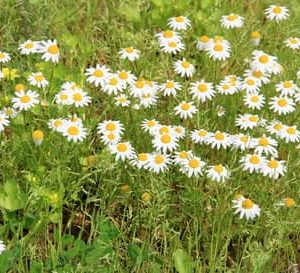 Camomille matricaire fleurs