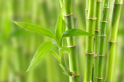 Poudre de bambou