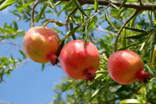 Poudre décorce de grenade fruit